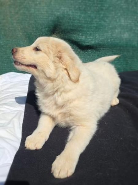 Josi sucht ein Zuhause