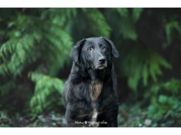 Amia - wartet in 65388 Schlangenbad