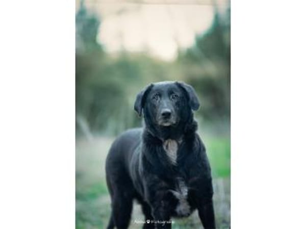 Amia - wartet in 65388 Schlangenbad