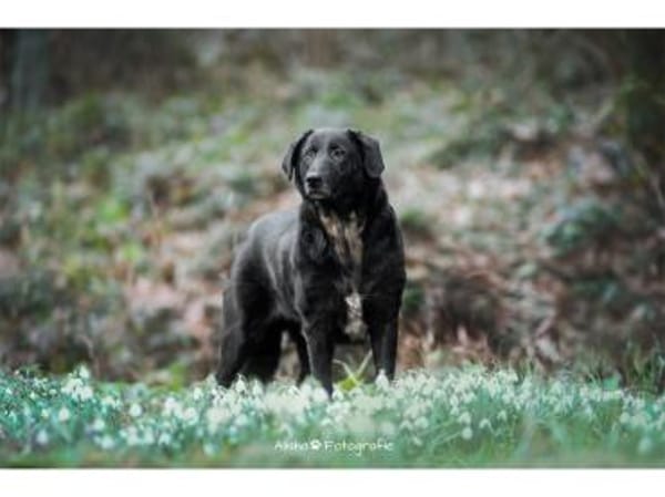 Amia - wartet in 65388 Schlangenbad