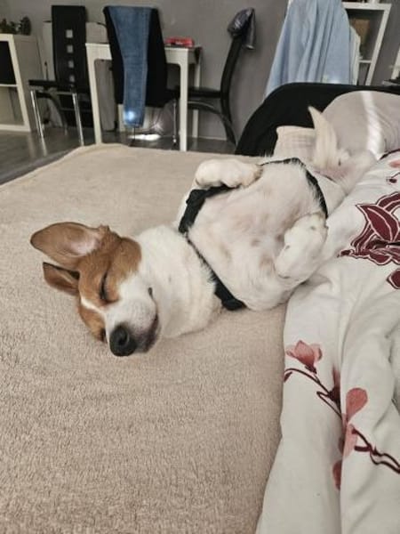 Süße Sally🌺 sucht liebevolles Heim