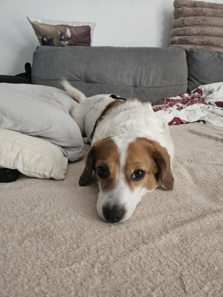 Süße Sally🌺 sucht liebevolles Heim