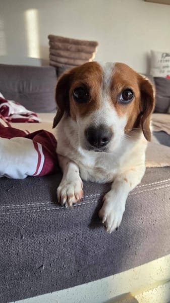 Süße Sally🌺 sucht liebevolles Heim