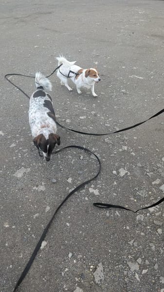 Süße Sally🌺 sucht liebevolles Heim