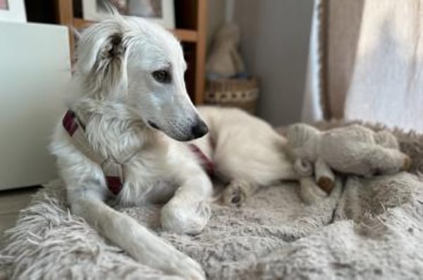 Carlo - wartet in 45772 Marl