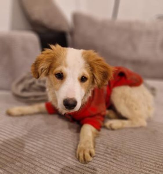 Rette Mendino  und er rettet dein Herz.