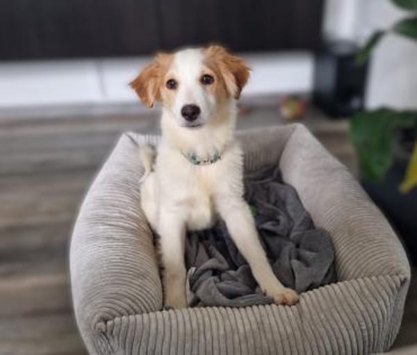 Rette Mendino  und er rettet dein Herz.