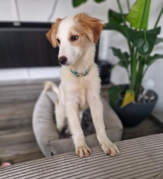 Rette Mendino  und er rettet dein Herz.