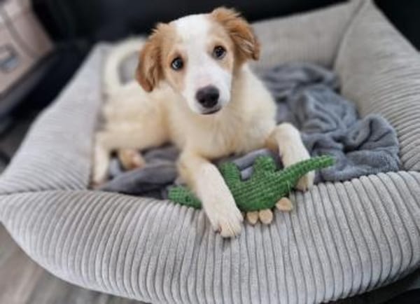 Rette Mendino  und er rettet dein Herz.