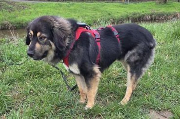 Aramis 💗 wartet in 50169 Kerpen