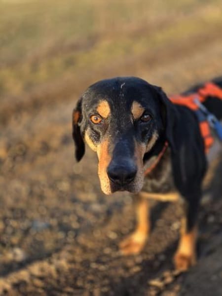 Bracken Mix Flynn sucht ein Zuhause