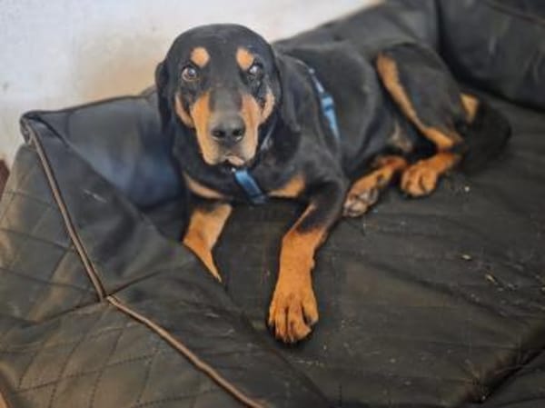 Bracken Mix Flynn sucht ein Zuhause