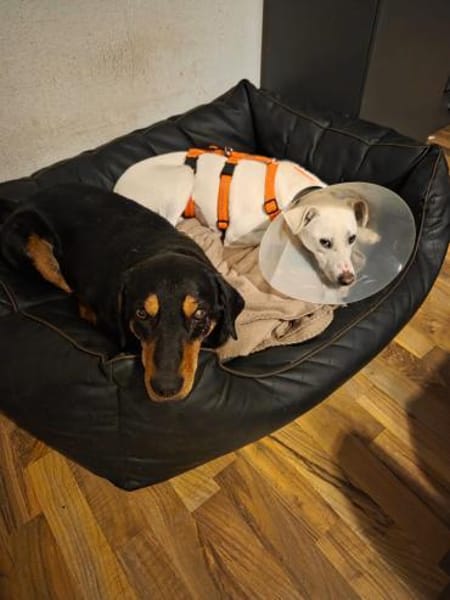 Bracken Mix Flynn sucht ein Zuhause