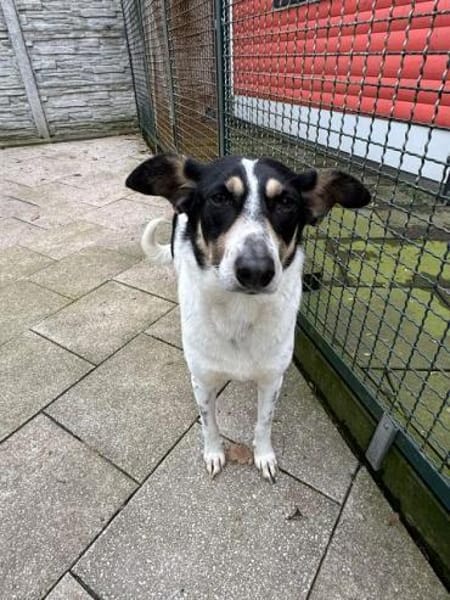 AMANDA-fröhliche,menschenbezogene Hündin