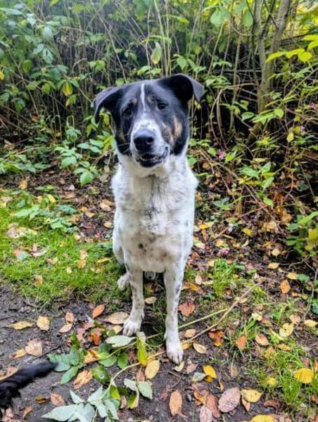 Tiger, auf der Suche nach dem Glück