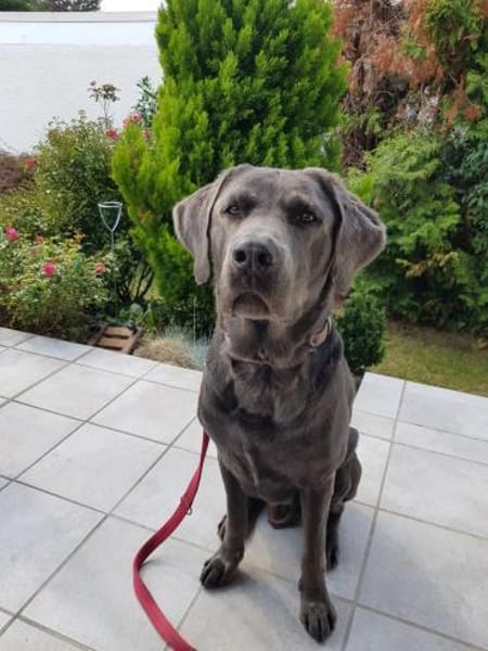 Bandit - Hundekenner aufgepasst!