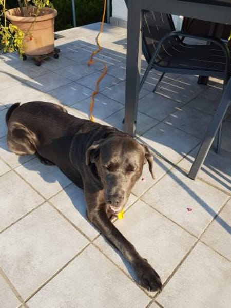 Bandit - Hundekenner aufgepasst!