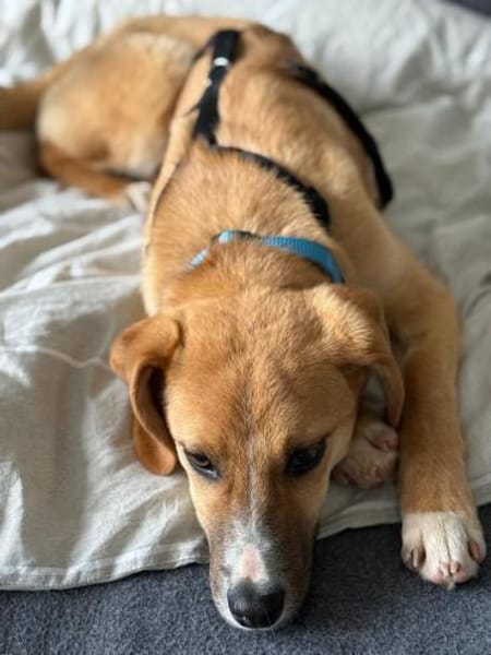 Junger Peanut auf PS in Leverkusen