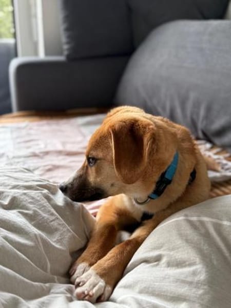 Junger Peanut auf PS in Leverkusen