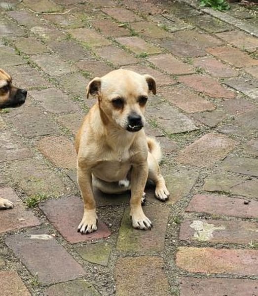 PHILIPPO sucht das große Glück