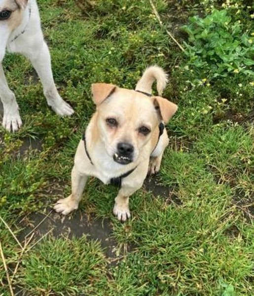 PHILIPPO sucht das große Glück