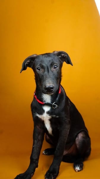 Nero - eine Seele von Hund!