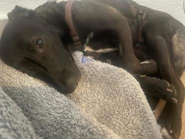 Nero - eine Seele von Hund!