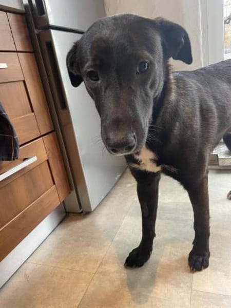 Nero - eine Seele von Hund!