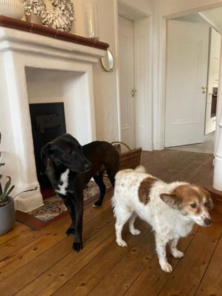 Nero - eine Seele von Hund!