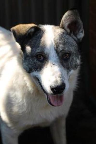 Moscu - kinderlieber Familienhund❤