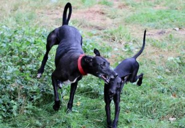Primavera - Labrador unter den Galgos