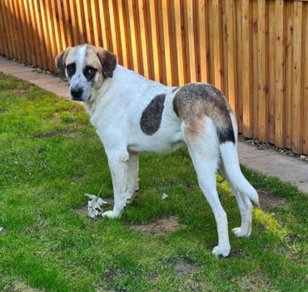 Barry  Pfundskerl  Tierschutz