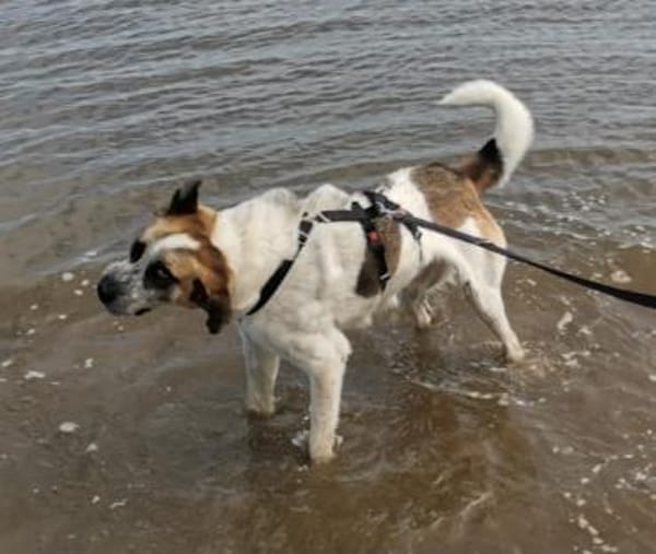 Barry  Pfundskerl  Tierschutz