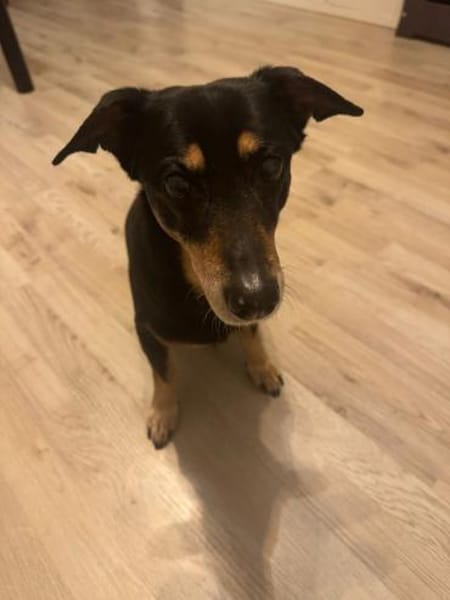 ALICE  Hundeomi sucht ruhige Familie