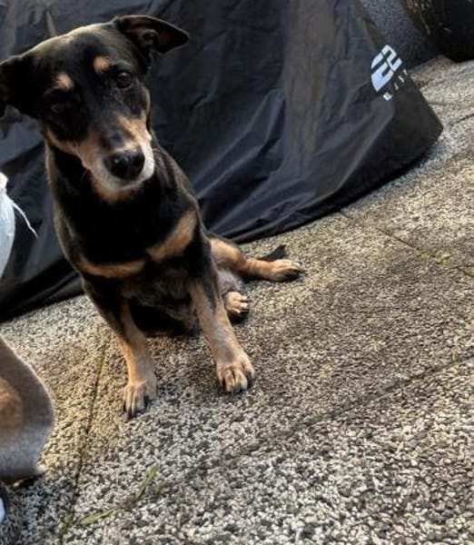 ALICE  Hundeomi sucht ruhige Familie