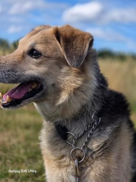 Karden  Ein Gentleman