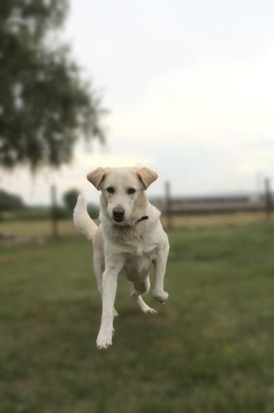 Mary - weiße Riesin mit großem Herzen