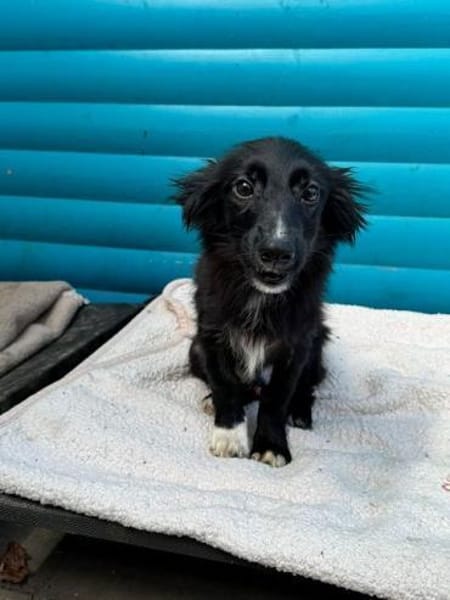 TOKIO-süßer, verspielter Welpen-Rüde,