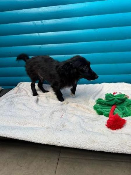 TOKIO-süßer, verspielter Welpen-Rüde,