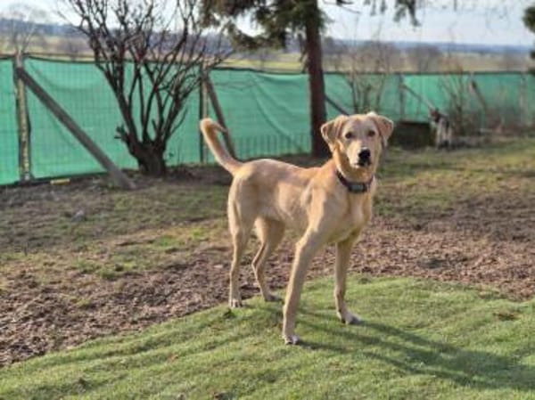 Lino - wartet in 33154 Salzkotten