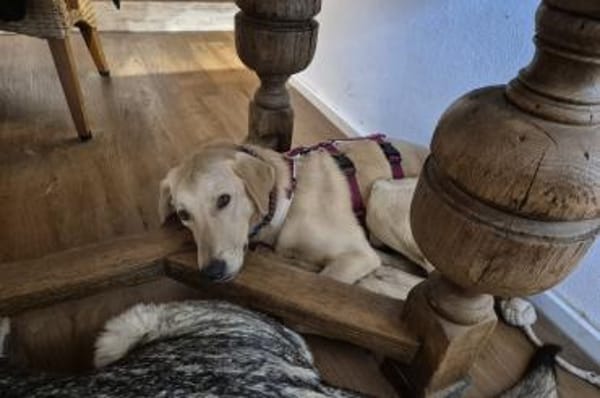 Lino - wartet in 33154 Salzkotten