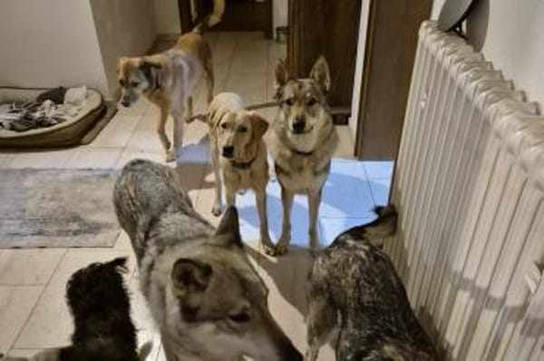 Lino - wartet in 33154 Salzkotten