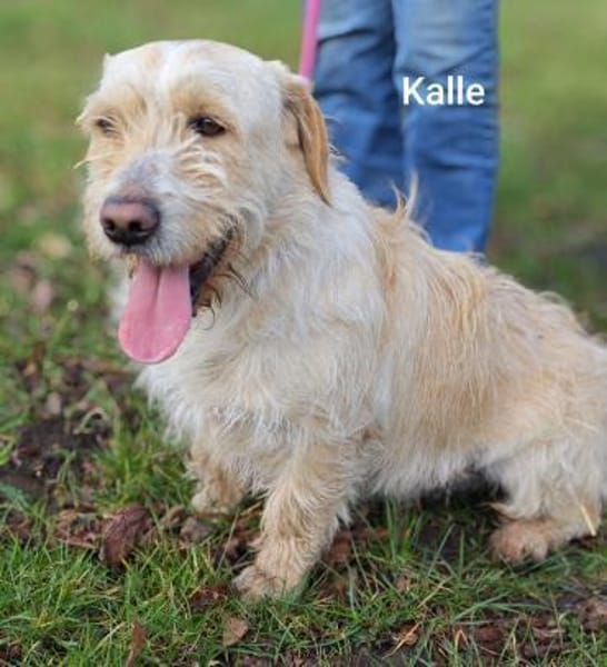 Kleiner König Kalle Wirsch....