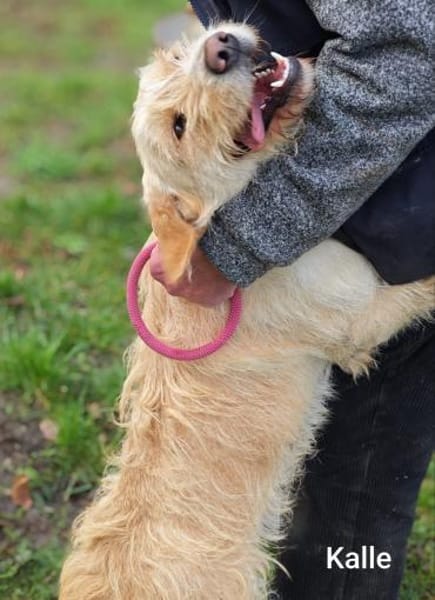 Kleiner König Kalle Wirsch....