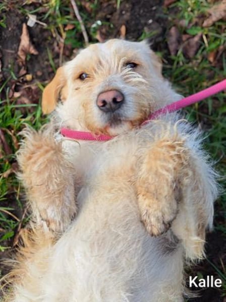 Kleiner König Kalle Wirsch....