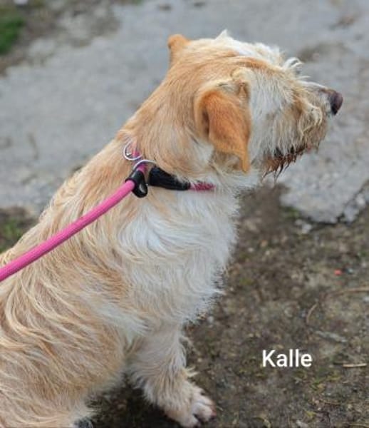 Kleiner König Kalle Wirsch....