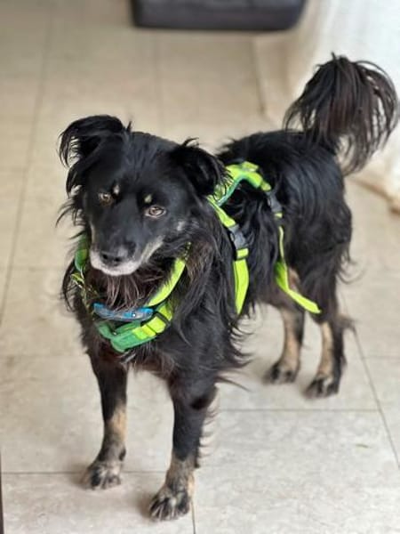 Shadow auf einer Pflegestelle