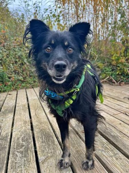 Shadow auf einer Pflegestelle