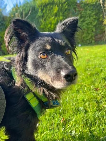 Shadow auf einer Pflegestelle