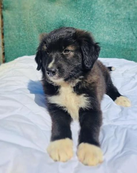 Snickers sucht ein Körbchen